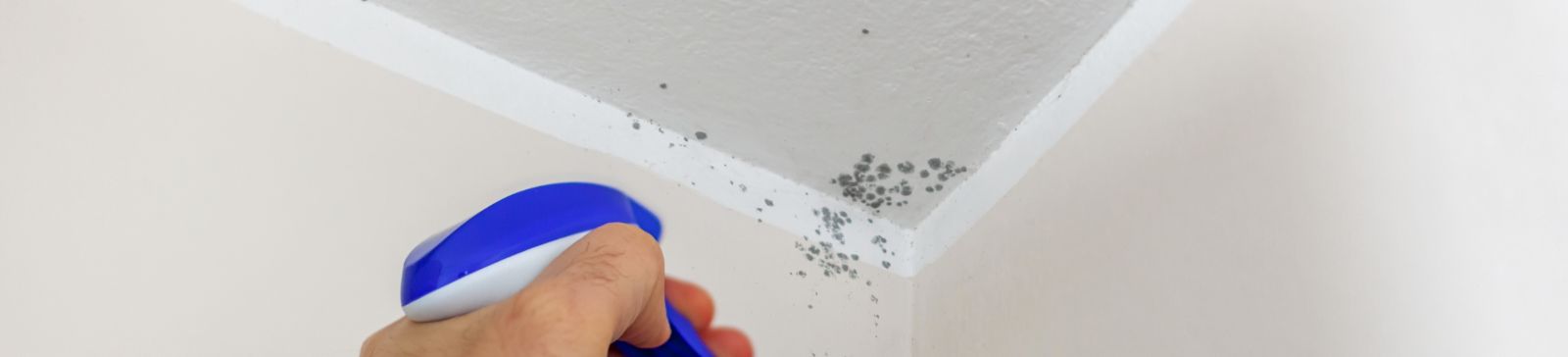 Mold Removal Tips for a Healthy Home